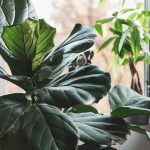 green plant in close up photography